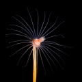   Tubularia  